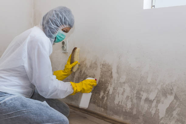 Best Crawl Space Mold Removal  in USA